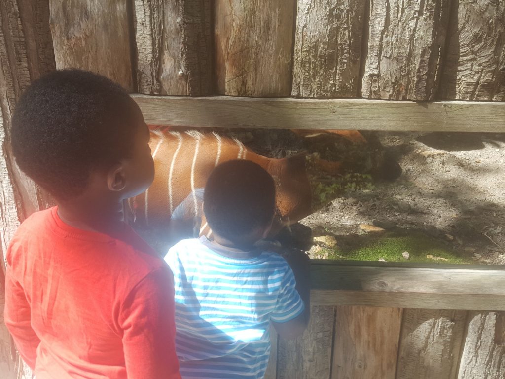 zoo de thoiry - paris - famille - visite