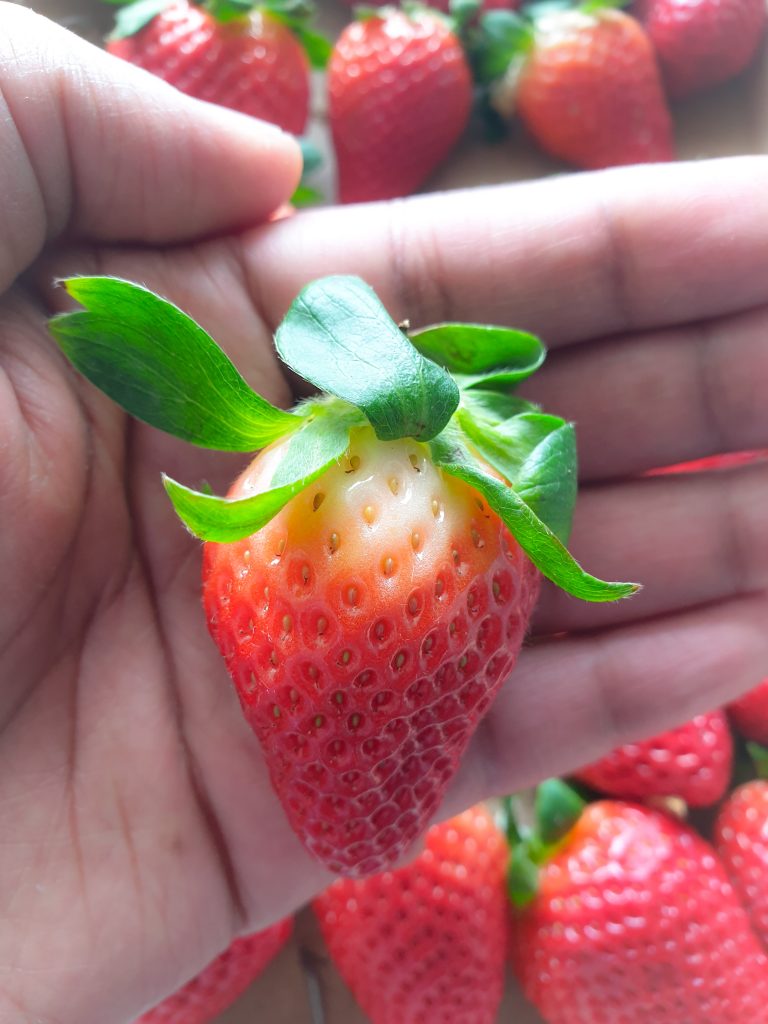 des fraises en hiver - planète en danger